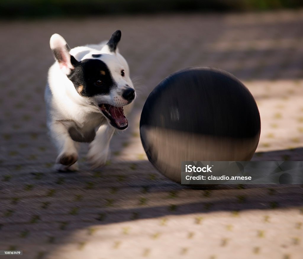 Jack Russell Terrier Pies ścigać piłką. Obraz w kolorze - Zbiór zdjęć royalty-free (Piłka)