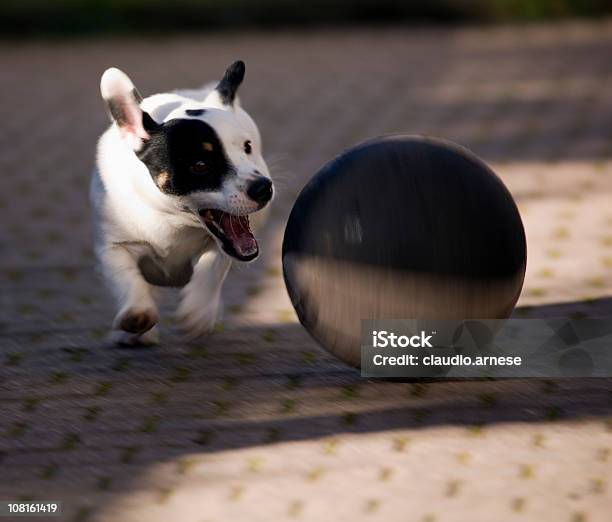 Jack Russell Terrier Pies Ścigać Piłką Obraz W Kolorze - zdjęcia stockowe i więcej obrazów Piłka