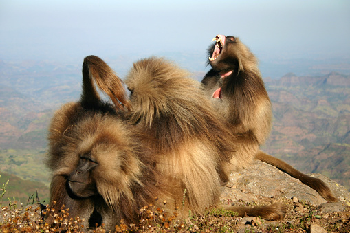 Photo of a couple of baboons groming at the Hell's Gate National Park in Kenya.
