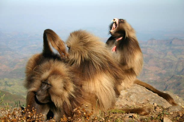 Gelada Baboons Grooming Each Other on Simien Mountain Top stock photo