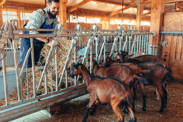 istock Goat Farm Owners With Volunteers 1081615810