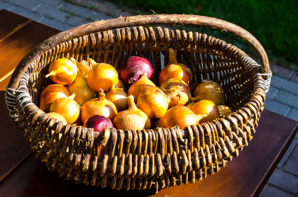 istock Woven vintage basket with onion heads 1081615932