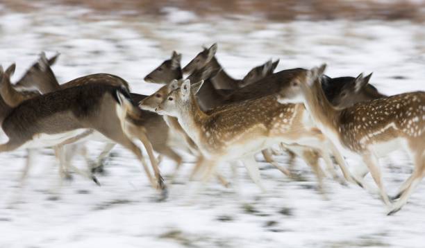 Fallow deer running in the snow stock photo