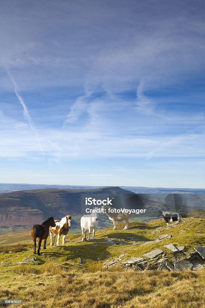 Poneys debout sur de vertes Mountain Ridge - Photo de Brecon Beacons libre de droits