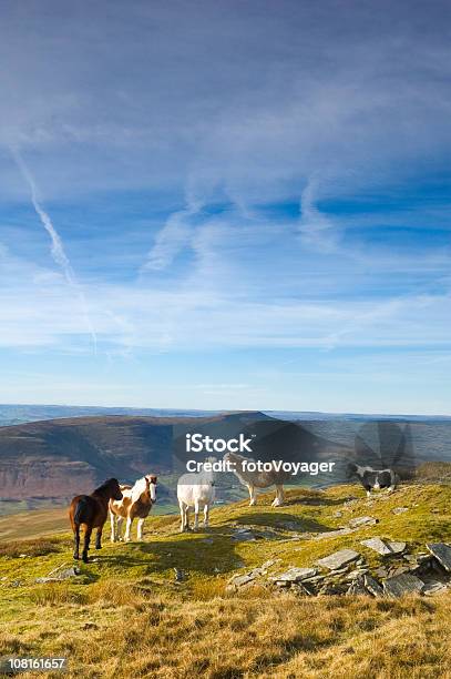 Photo libre de droit de Poneys Debout Sur De Vertes Mountain Ridge banque d'images et plus d'images libres de droit de Brecon Beacons - Brecon Beacons, Poney, Colline