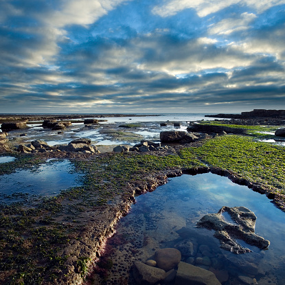 Image of Tide pool on California coast filled with vibrant green sea anemone