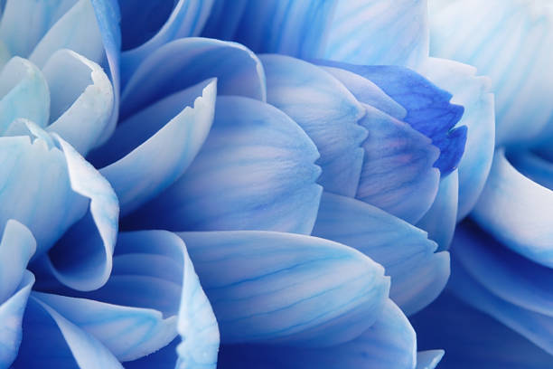 Close-up of Blue Flower Petals stock photo