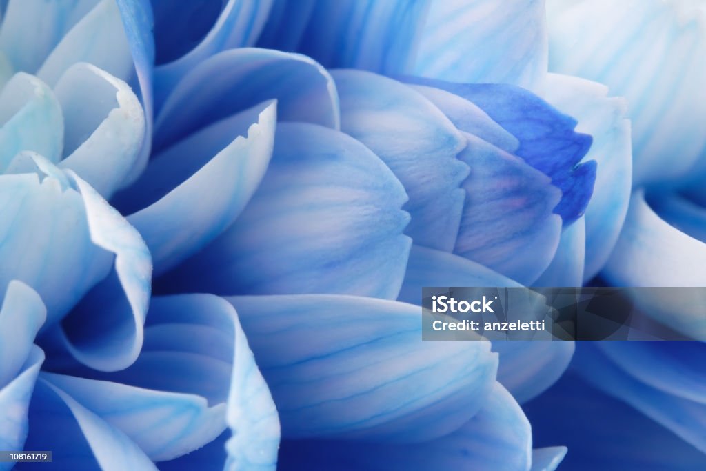 Close-up de azul pétalas de flores - Foto de stock de Flor royalty-free