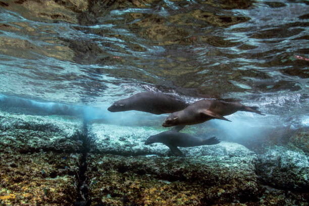 istock Sea Lion Family 1081617196