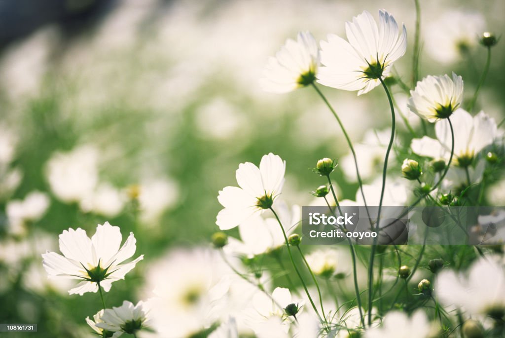 Blanc cosmos des fleurs dans le jardin - Photo de Cosmos libre de droits