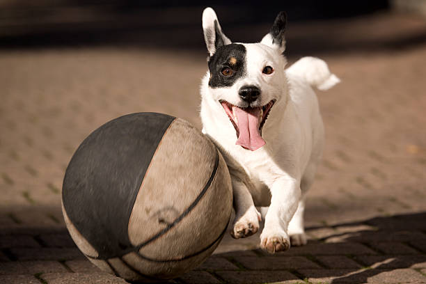 Adorable Schnauzer after the ball flying through the air
