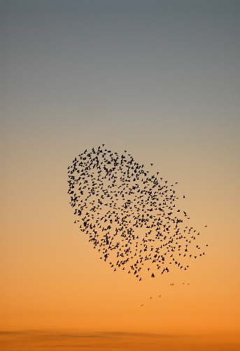 A flock of Starlings coming in to roost.Northampton England.