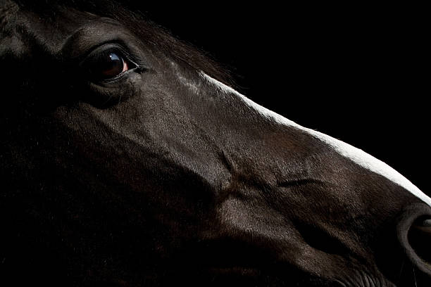 istock Black horse Portrait 108161839