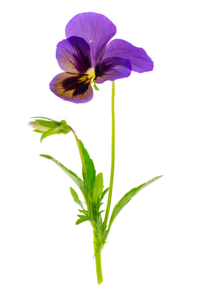 istock Viola tricolor var. hortensis on white background 1081618676