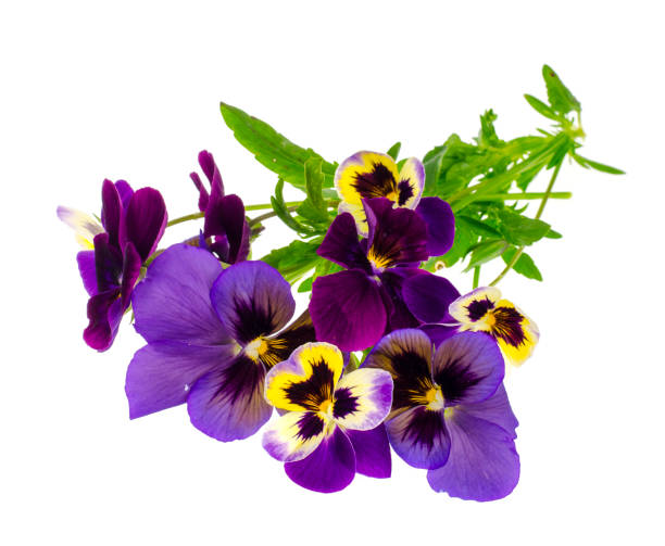 istock Viola tricolor var. hortensis on white background 1081618680