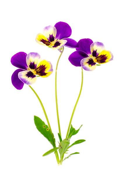 istock Viola tricolor var. hortensis on white background 1081618684