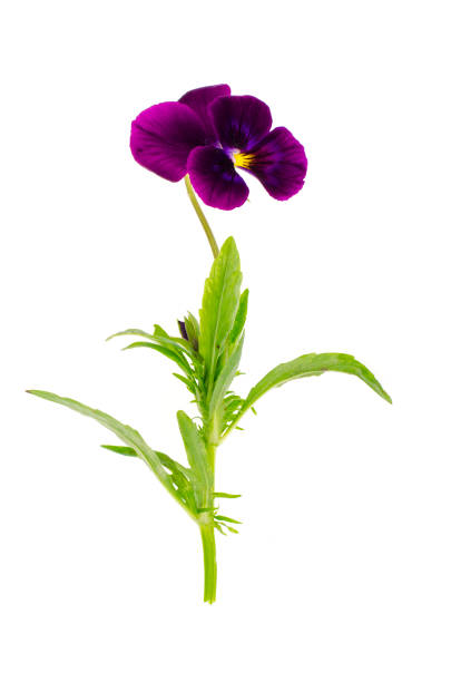 istock Viola tricolor var. hortensis on white background 1081618728