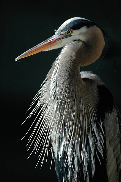 istock Portrait of Blue Heron Crane 108161878