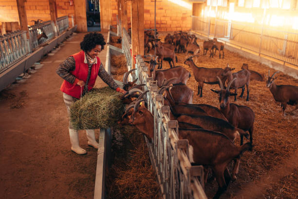Goat Farm Owners With Volunteers
