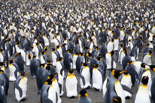 Chinstrap penguin on the rock Antarctic Peninsula. High quality photo