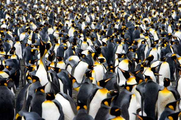 istock Colony of Emperor Penguins 108161988