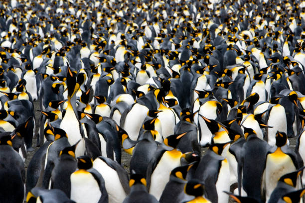 Colony of Emperor Penguins  antarctica penguin bird animal stock pictures, royalty-free photos & images