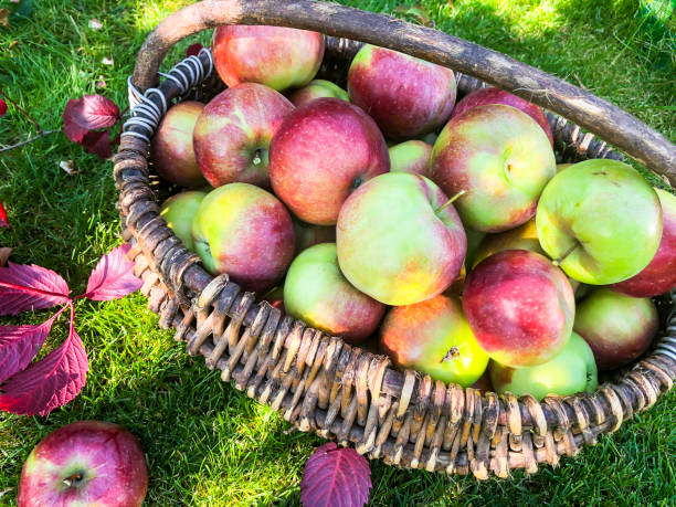 istock Apples in a basket on the grass. Autumn harvesting concept 1081620004
