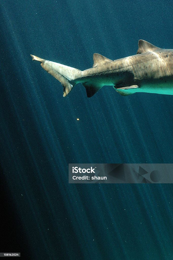 Ragged Tooth Shark's Tail Swimming in Water  Shark Stock Photo