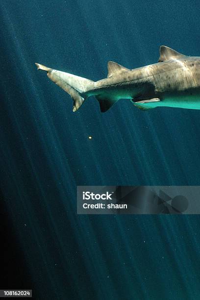 Ragged Tooth Sharks Tail Swimming In Water Stock Photo - Download Image Now - Shark, Tail Fin, Sand Shark