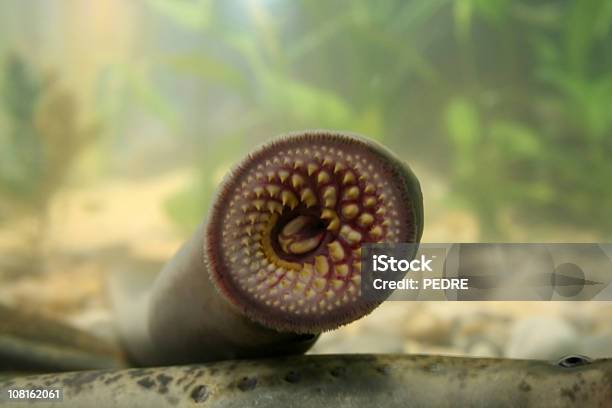 Foto de Boca De Um Mar Lampreia e mais fotos de stock de Lampreia - Lampreia, Debaixo d'água, Esquisito