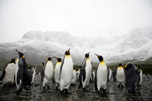 istock King Penguins on Rocky Beach South Georgia 108162102