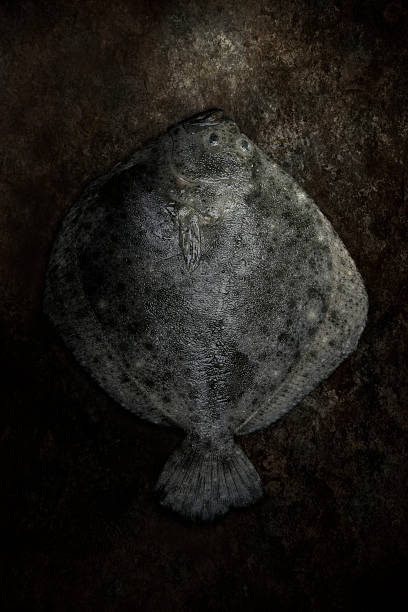 Turbot Over White Background
