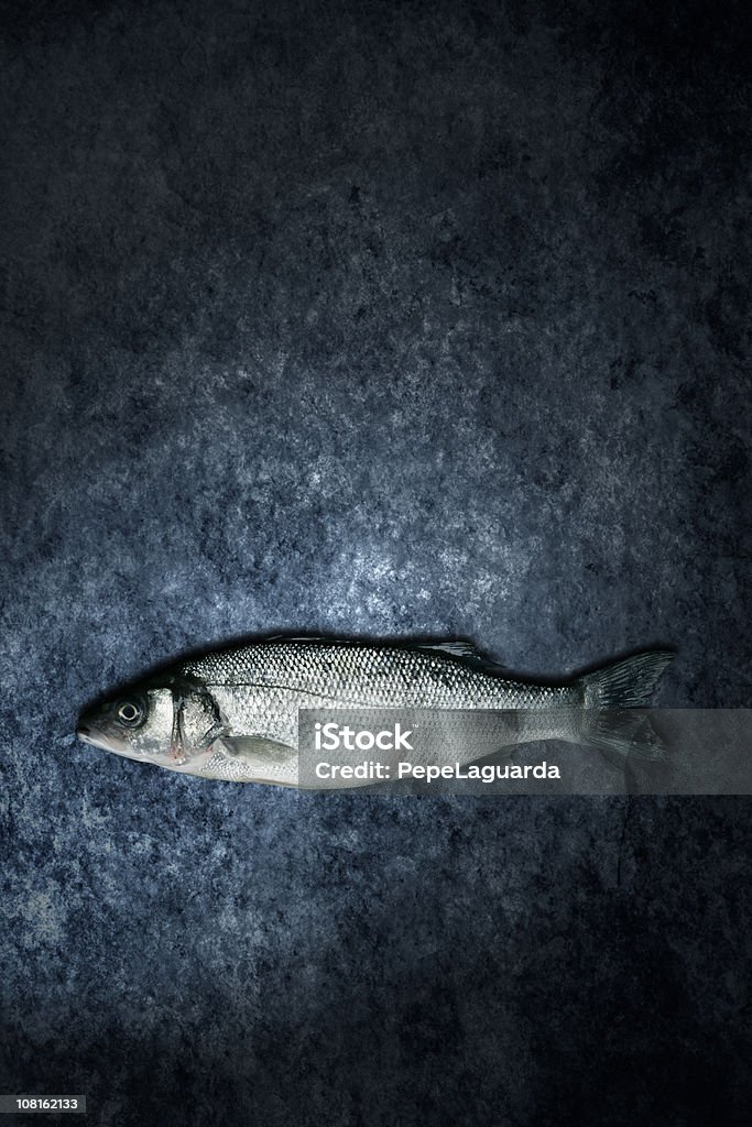 Dicentrarchus labrax-sea bass - Lizenzfrei Ansicht aus erhöhter Perspektive Stock-Foto