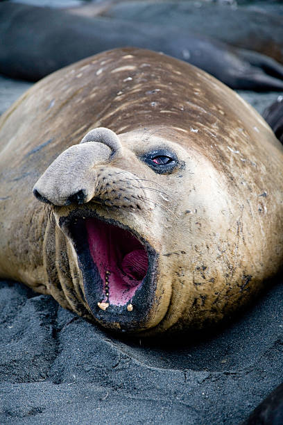 elefante-marinho abrir a boca - animal elephant seal seal yawning - fotografias e filmes do acervo