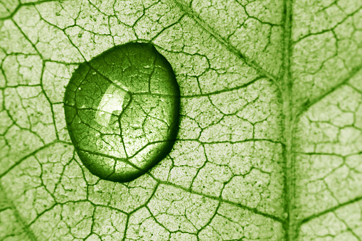 water droplets on the top of the grass close up