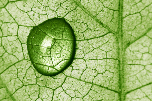 Close-up of water drop on a leaf lit from behind stock photo