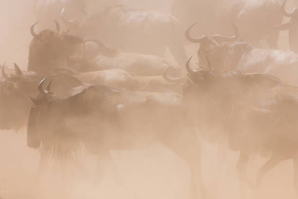 istock Wildebeest Herd stampeding in the dust 108162296