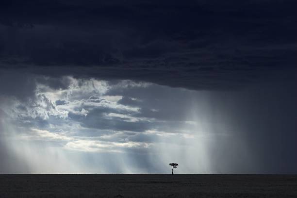 Dark skies with one tree in foreground in sunshine in Masai Mara Kenya