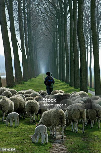 Pasterz Z Stado Owiec Follwoing Ścieżkę Pomiędzy Tall Trees - zdjęcia stockowe i więcej obrazów Pasterz