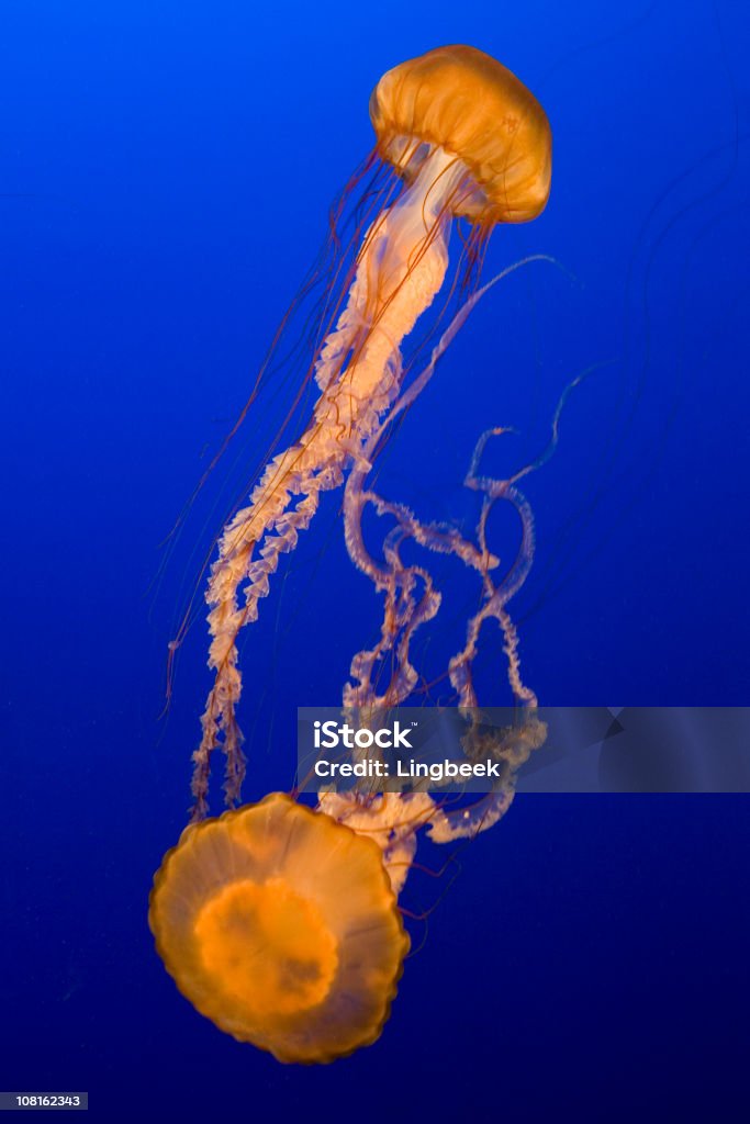 Pokrzywy morze, Jellyfish - Zbiór zdjęć royalty-free (Meduza - Parzydełkowce)