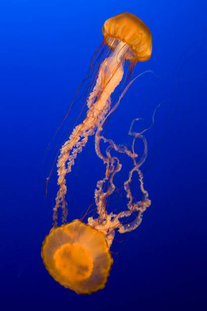 nettle mar, águas-vivas - scyphozoan - fotografias e filmes do acervo