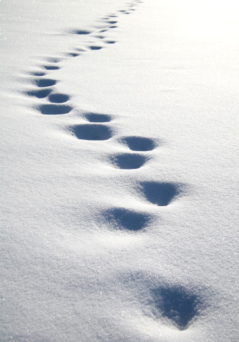 Wolf tracks in fresh snow near Wiseman, Alaska. The gray wolf or grey wolf (Canis lupus) is a species of canid native to the wilderness and remote areas of North America.