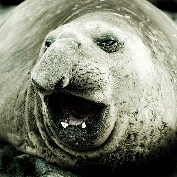 elephant seal portrait, dark mood, edited