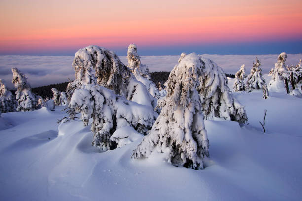 istock Snow Covered Fir Trees at Sunrise 108162405
