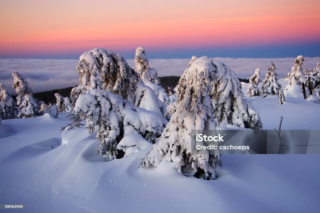 Snow Covered Fir Trees at Sunrise  Adventure Stock Photo