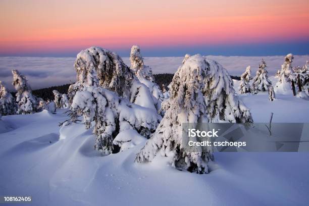 Snow Covered Fir Trees At Sunrise Stock Photo - Download Image Now - Adventure, Atmospheric Mood, Beauty In Nature