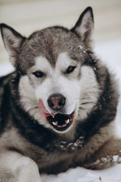 istock funny animal portraits. alaskan malamute 1081624084