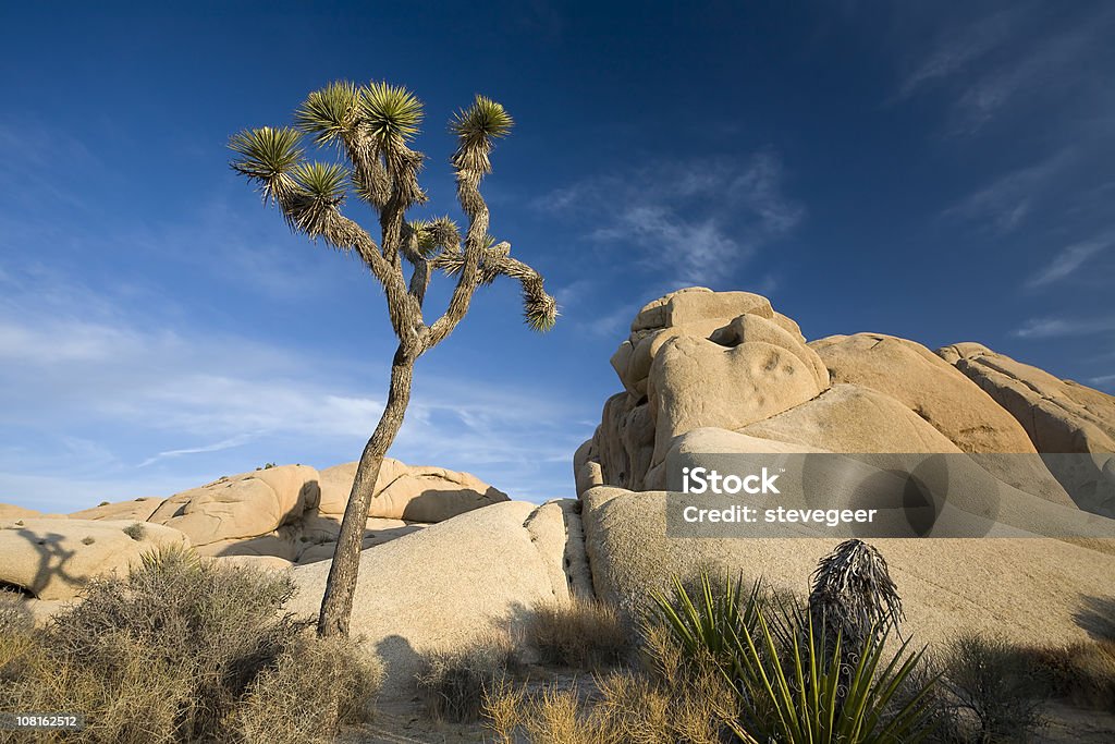 Joshua Tree et de pierres - Photo de Arbre libre de droits