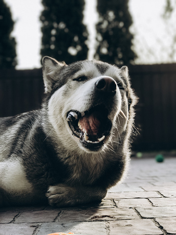 Funny Animal Portraits Alaskan Malamute Stock Photo - Download Image Now - Alaskan Culture, Animal, Animal Body Part - iStock Funny Animal Portraits Alaskan Malamute Stock Photo - Download Image Now - Alaskan Culture, Animal, Animal Body Part - iStock