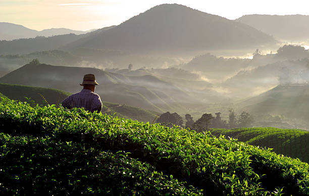 en collaboration avec la nature - tea crop plantation tea leaves farmer photos et images de collection